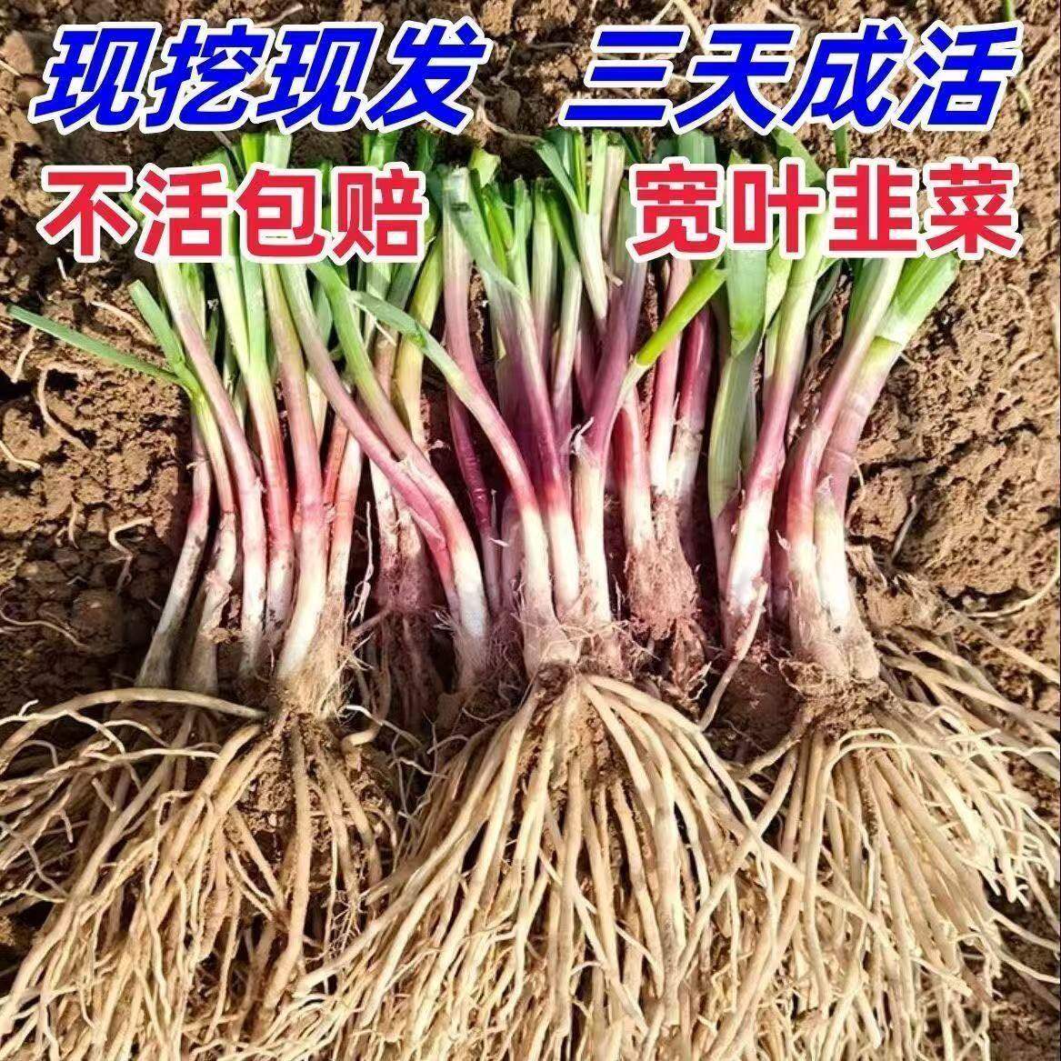 农家紫根韭菜苗红新宽叶独