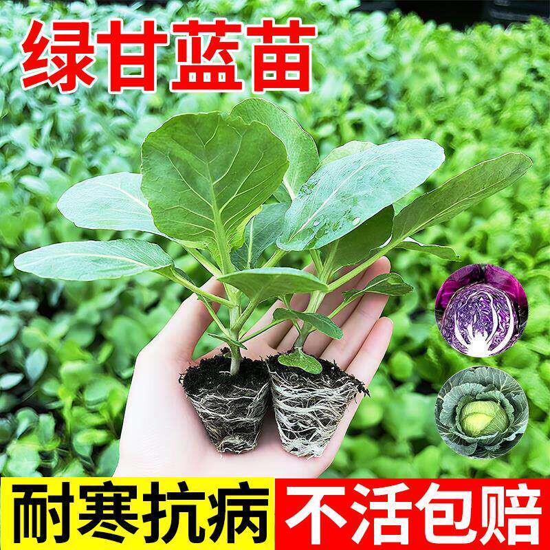 秋冬耐寒甘蓝苗秧包头菜牛