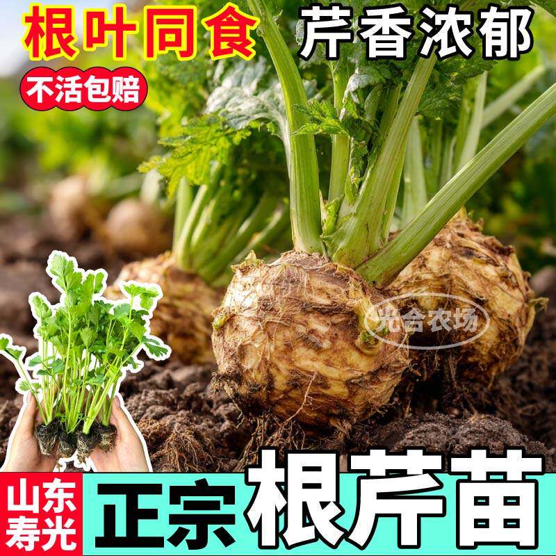正宗根芹苗秧带土球菜种子
