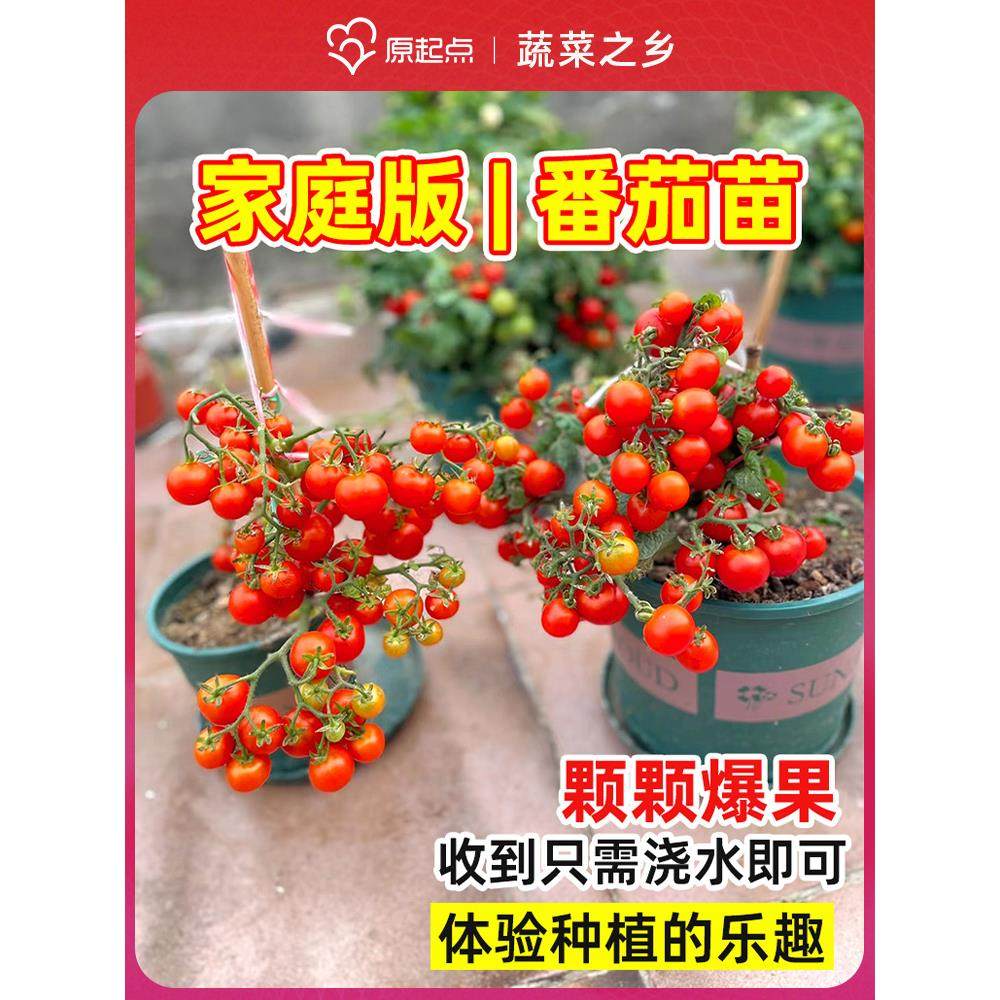 四季矮生番茄苗秧水果盆栽