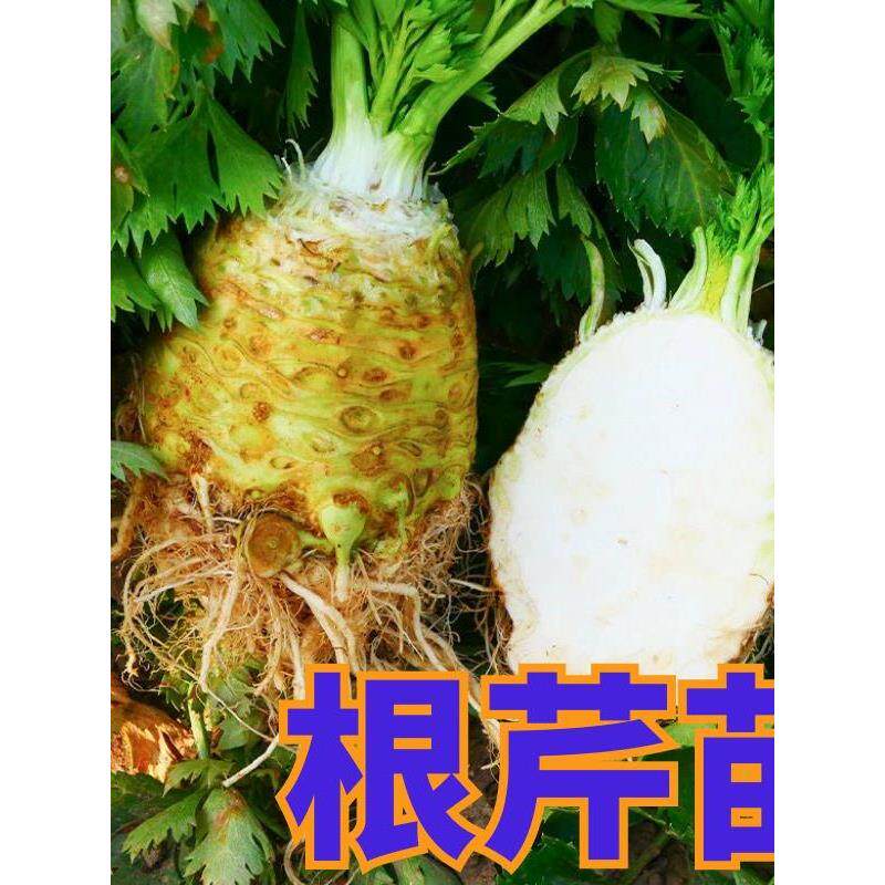 寿光根芹种苗秧高产菜大疙