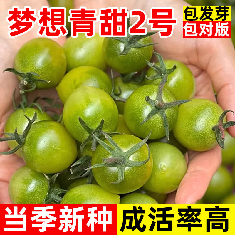 梦想青甜2号樱桃番茄种子