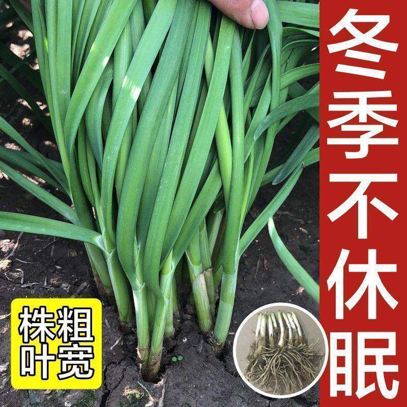 雪韭菜根宽叶苗头茬现挖粗
