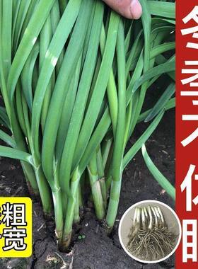 雪韭菜根宽叶韭菜根苗头茬现挖粗紫根韭菜苗四季盆栽阳台寿光红根