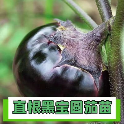 圆茄秧苗苗子四季可种秧苗