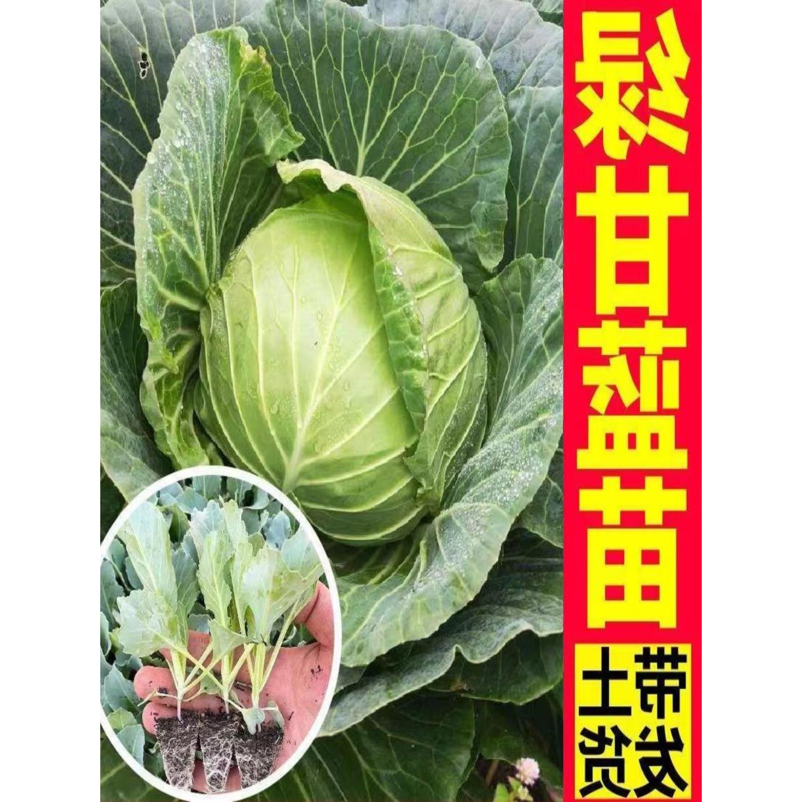 甘蓝苗包菜卷心薄皮脆甜圆