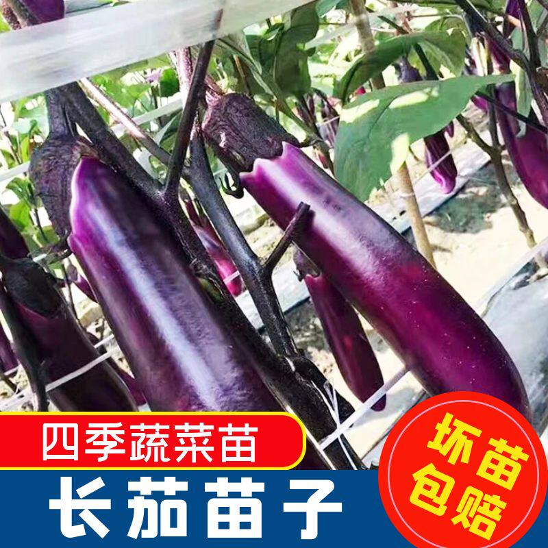 正宗茄子秧苗苗子四季高产苗子