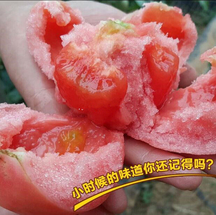 粉丽人大番茄种子西红柿