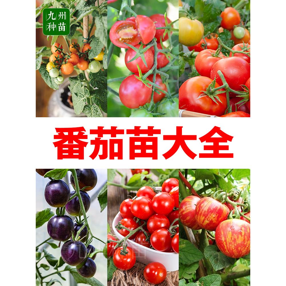各种番茄苗秧粉红大果西柿