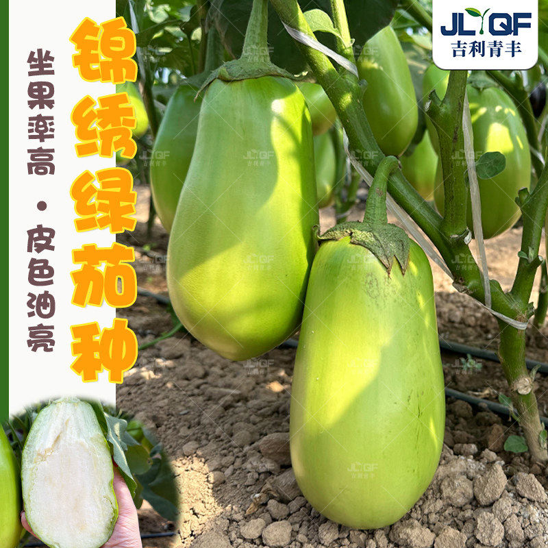 锦绣绿茄种子青皮水果罐籽