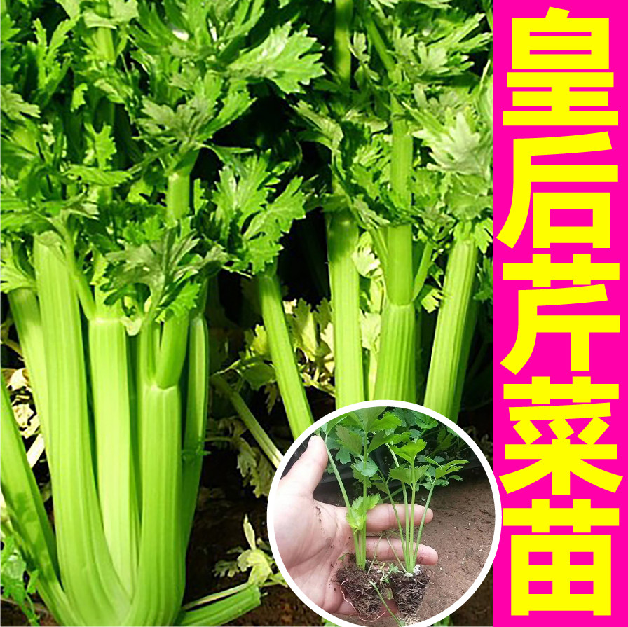 山东寿光皇后西芹秧苗脆嫩