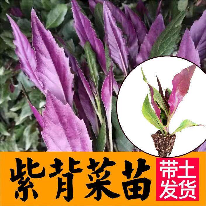 紫背菜苗天葵种观音秧血皮