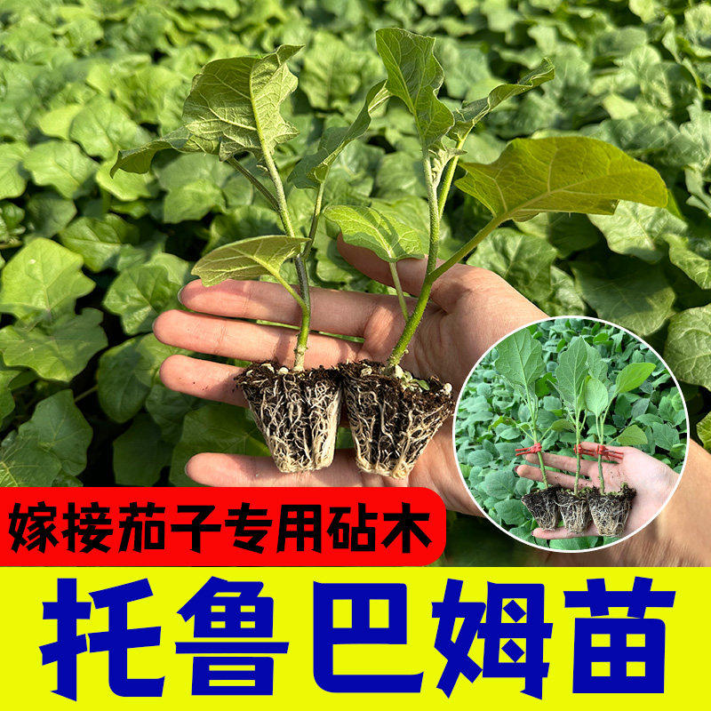 茄子砧木种托鲁巴姆籽孑抗