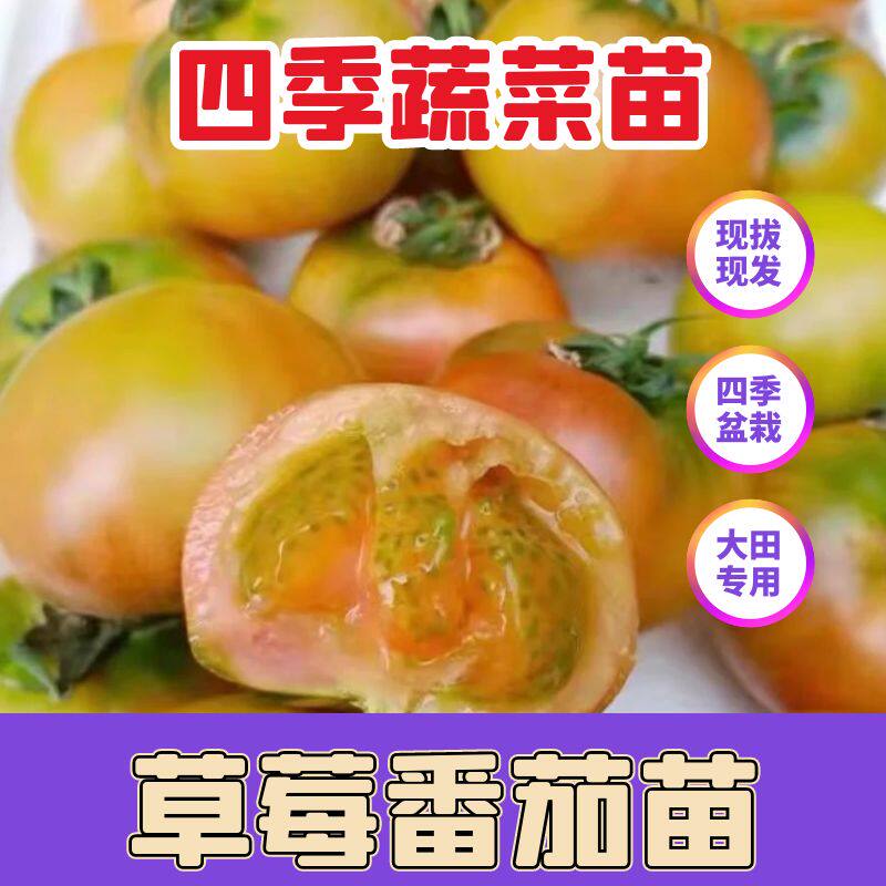 正宗铁皮番茄苗子草莓番茄秧苗