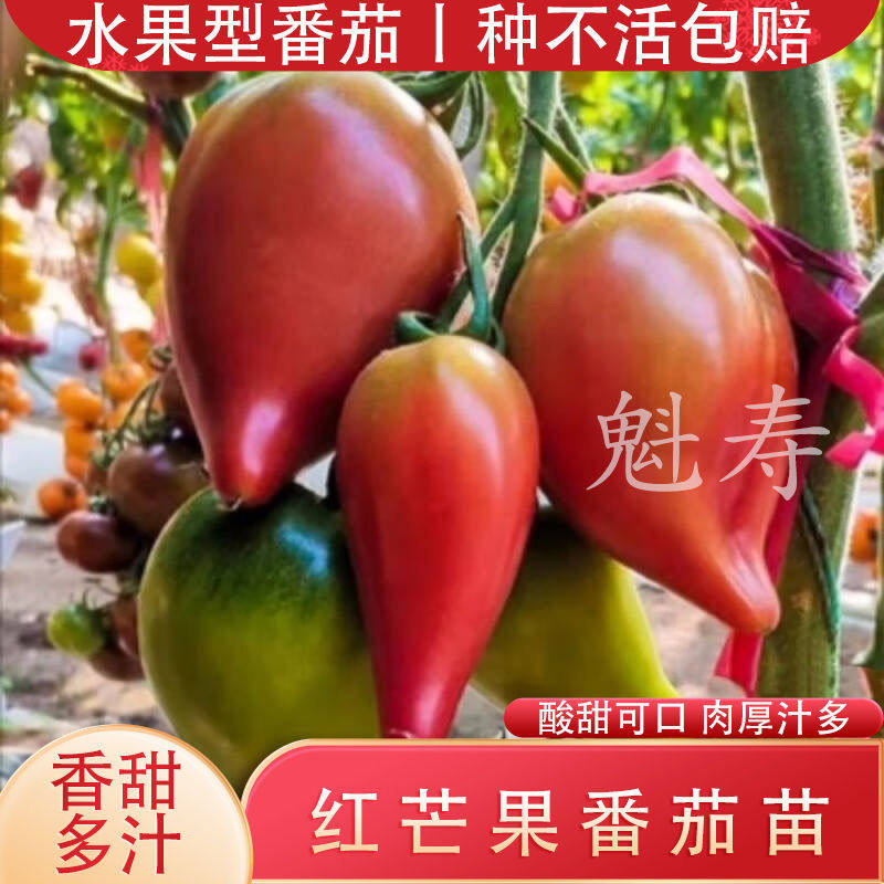 四季沙甜红芒果蜜番茄秧苗