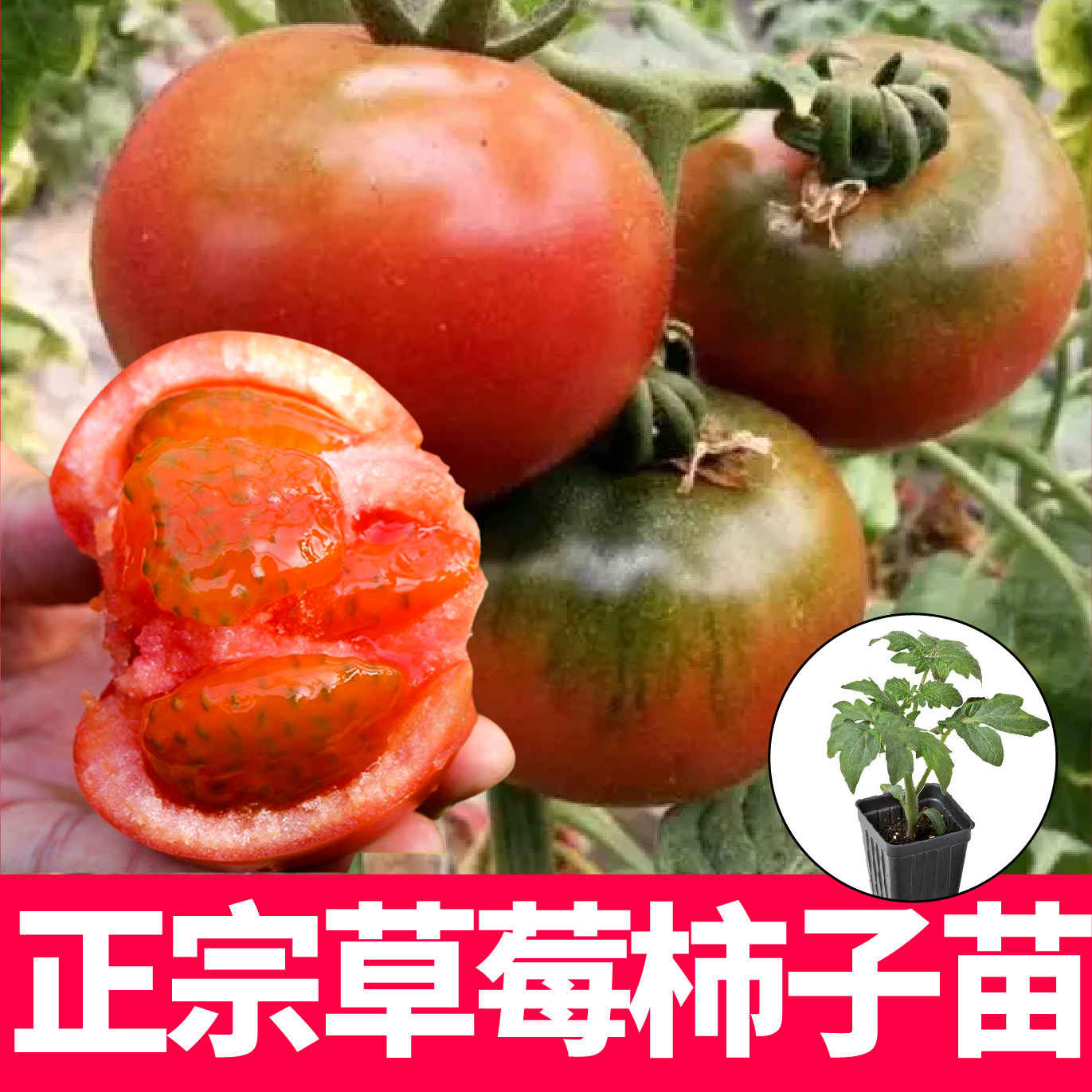 正宗铁皮草莓柿子苗秧带土