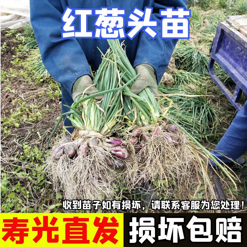 红葱头种苗阳台四季盆栽蔬菜苗