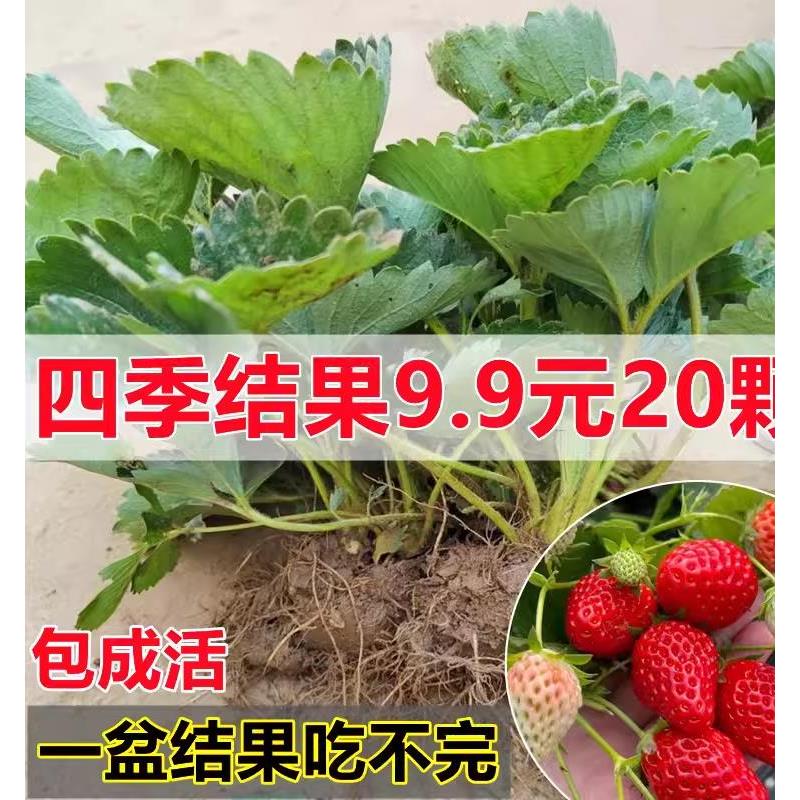 四季种植草莓苗带原土奶油