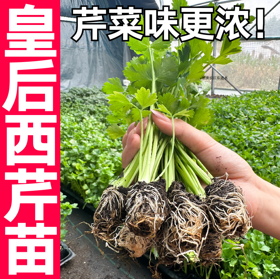 寿光皇后大肉西芹苗秧带土