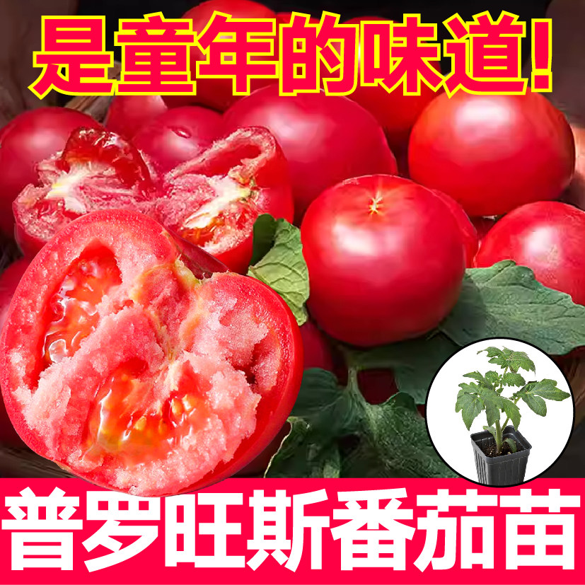 沙瓤爆甜普罗旺斯番茄苗秧