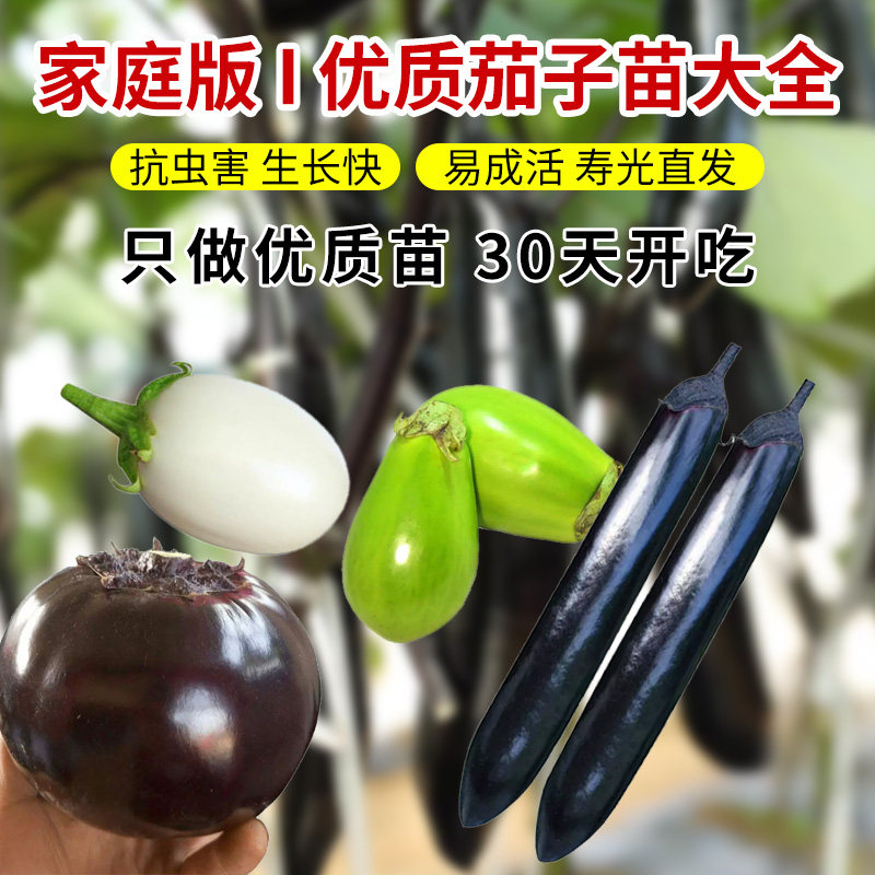 四季茄子秧苗盆栽嫁接老品