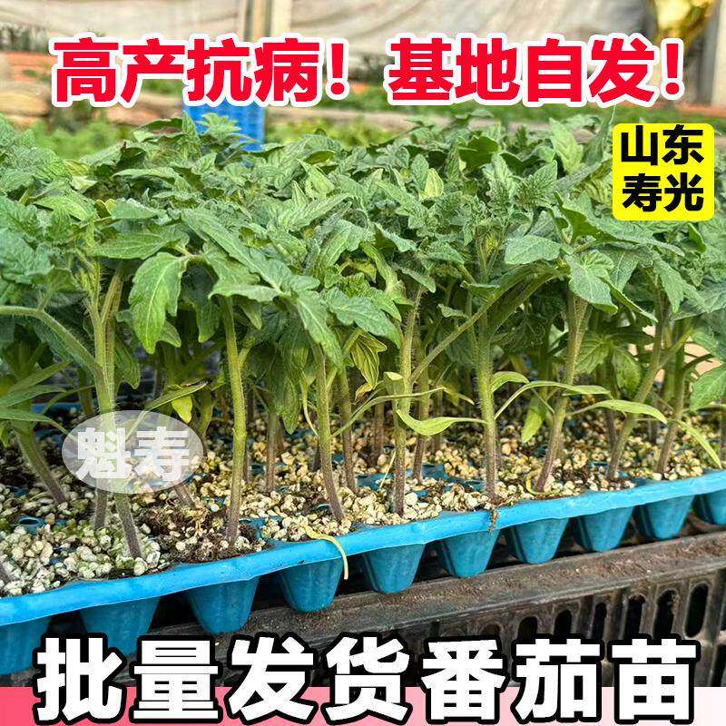 大红硬果番茄苗秧带士球四