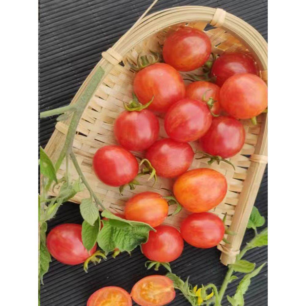 日出大黄蜂传家宝可留种樱