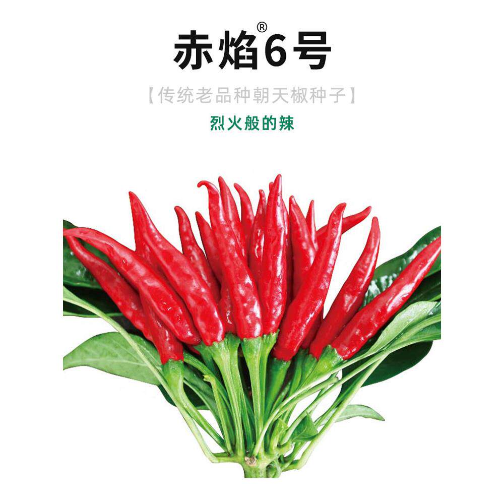 赤焰朝天椒种籽子辣苗四季