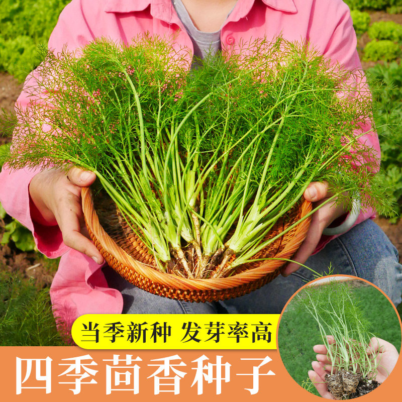 小茴香种子籽苗孑菜阳台带