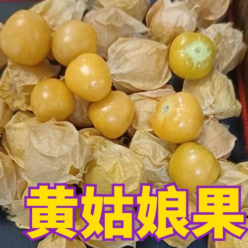 姑娘果秧苗黄姑娘苗子四季盆栽
