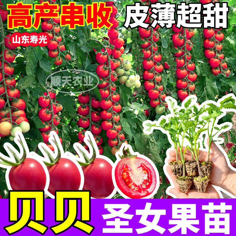 寿光粉贝圣女果苗秧四季高