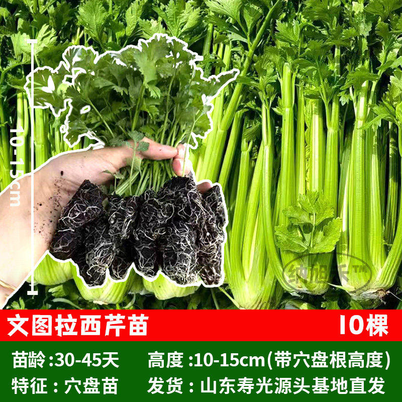 文图拉西芹秧苗种籽子高产