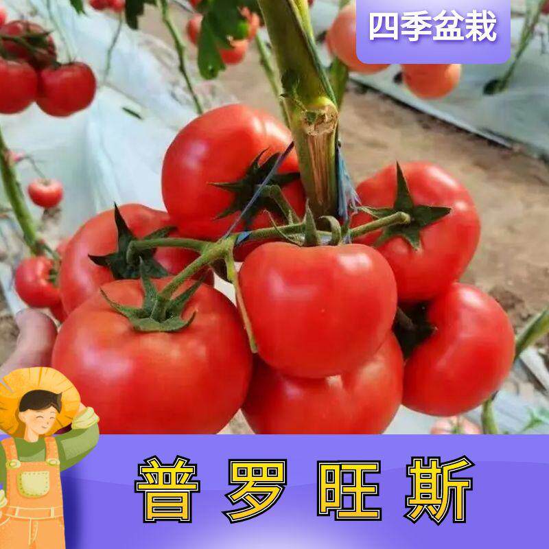 老品种番茄种苗种籽普罗旺斯西红柿苗菜苗秧苗种业蕃茄苗