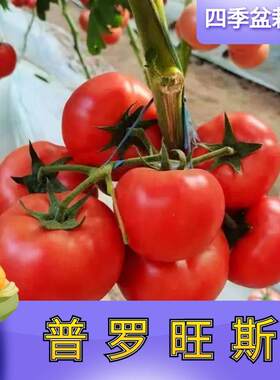 老品种番茄种苗种籽普罗旺斯西红柿苗菜苗秧苗种业蕃茄苗