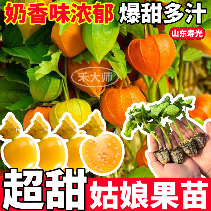 超甜黄菇娘果苗秧奶香四季