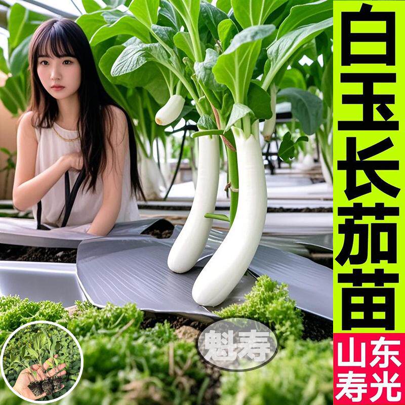 白玉长茄苗秧雪公主象牙种