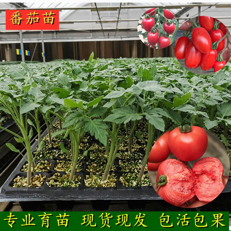 小番茄苗蔬菜西红柿水果瀑