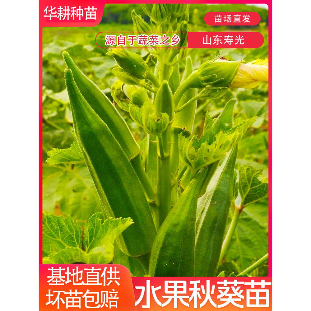 水果秋葵苗带土四季红黄绿