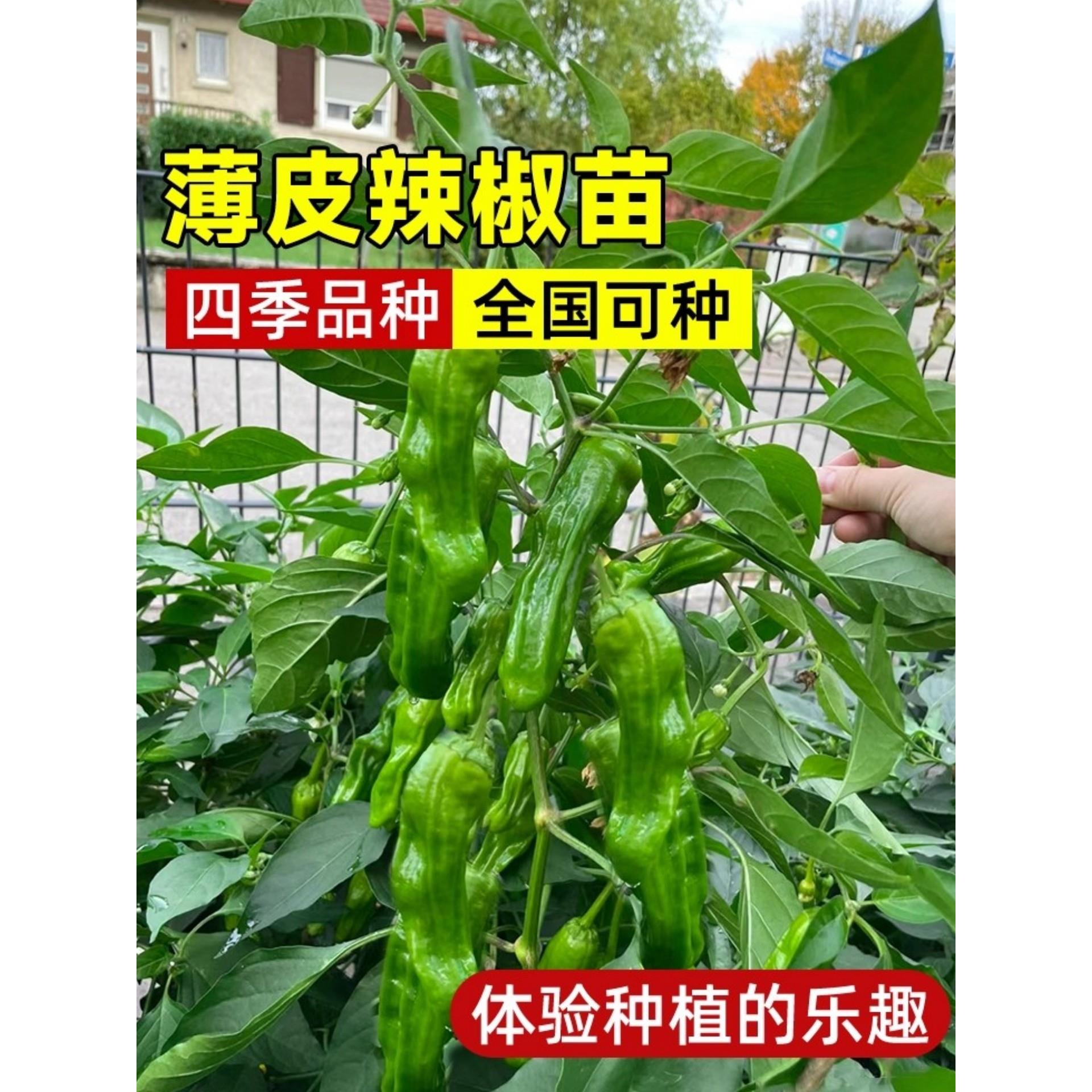 薄皮辣椒苗秧线种籽螺丝杭