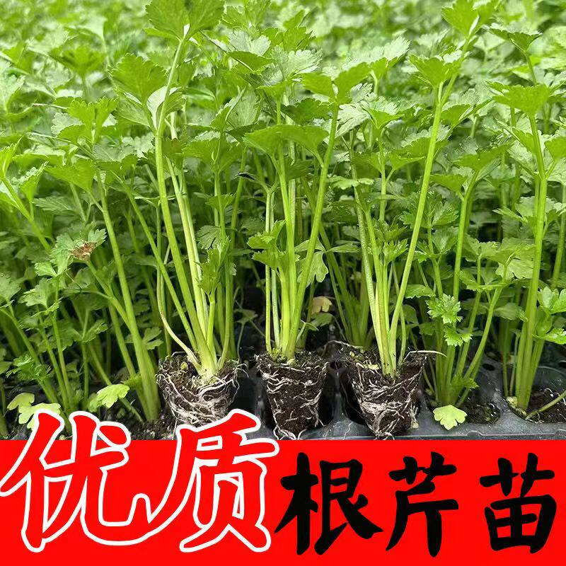 小香芹菜苗四季摩西水种子