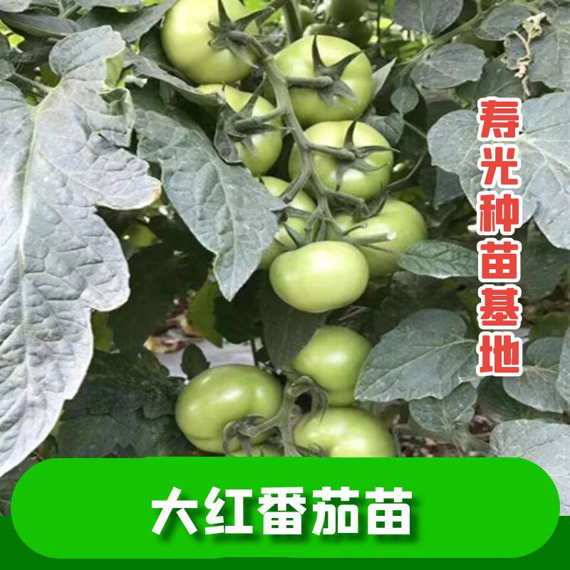 大红番茄秧苗四季高产正宗苗