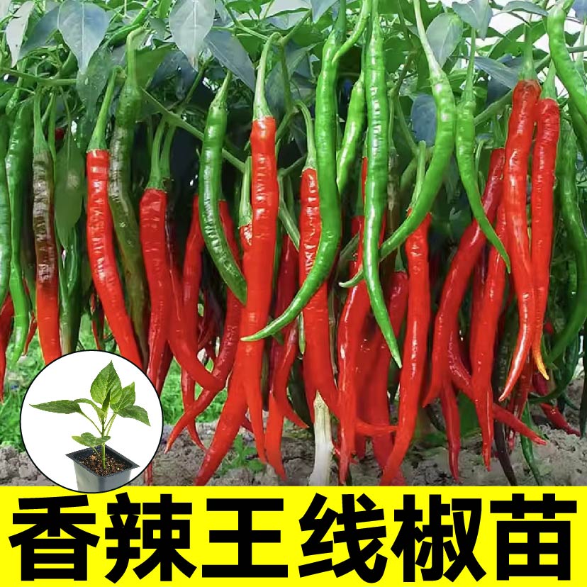 顺直高产香辣王线椒苗秧二