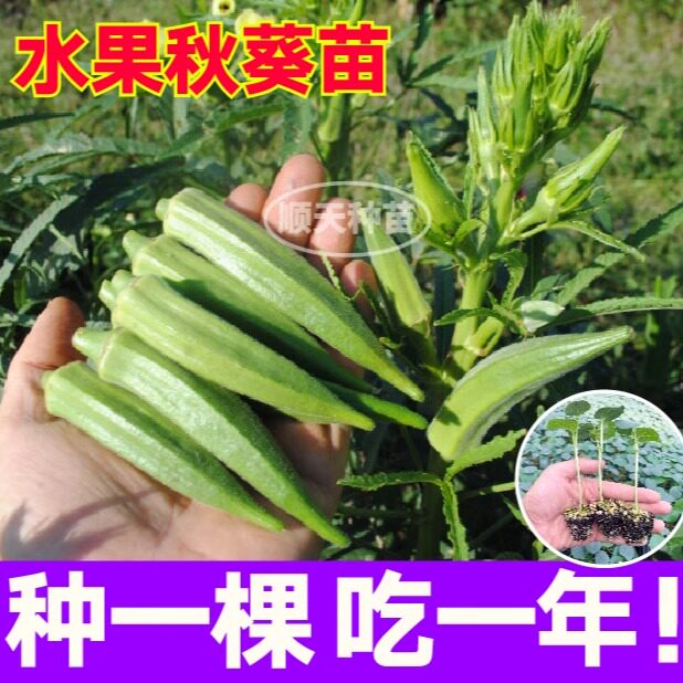 山东寿光脆嫩不易老水果秋