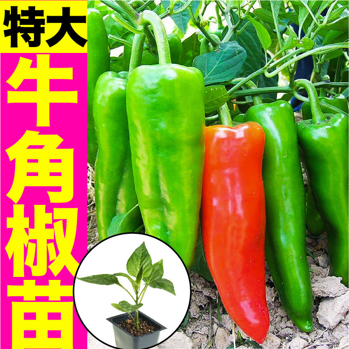 寿光特大牛角椒苗秧带土球