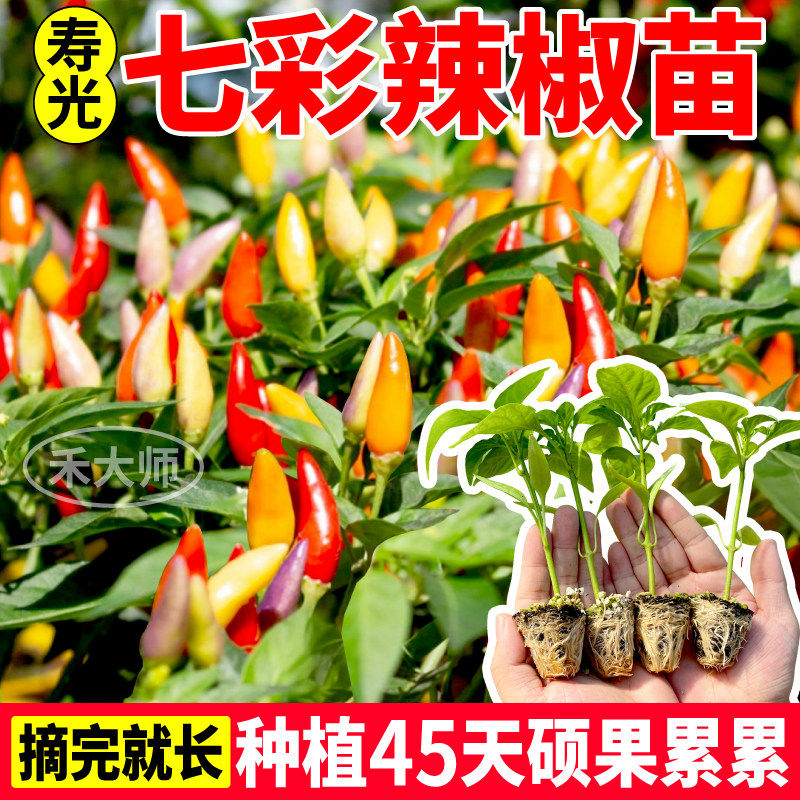 寿光七彩辣椒苗秧可观赏食