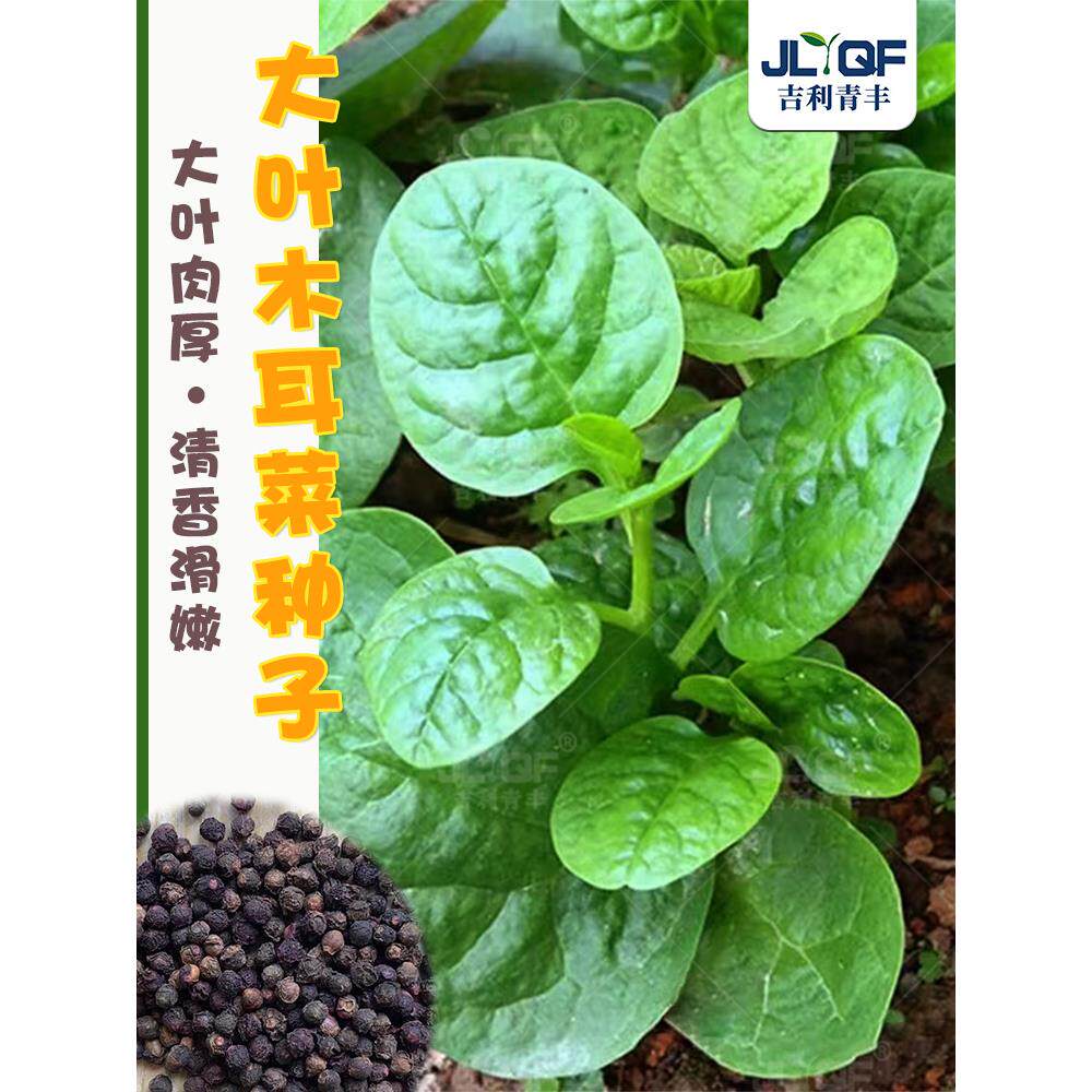 大叶木耳菜种籽苗秧高产落