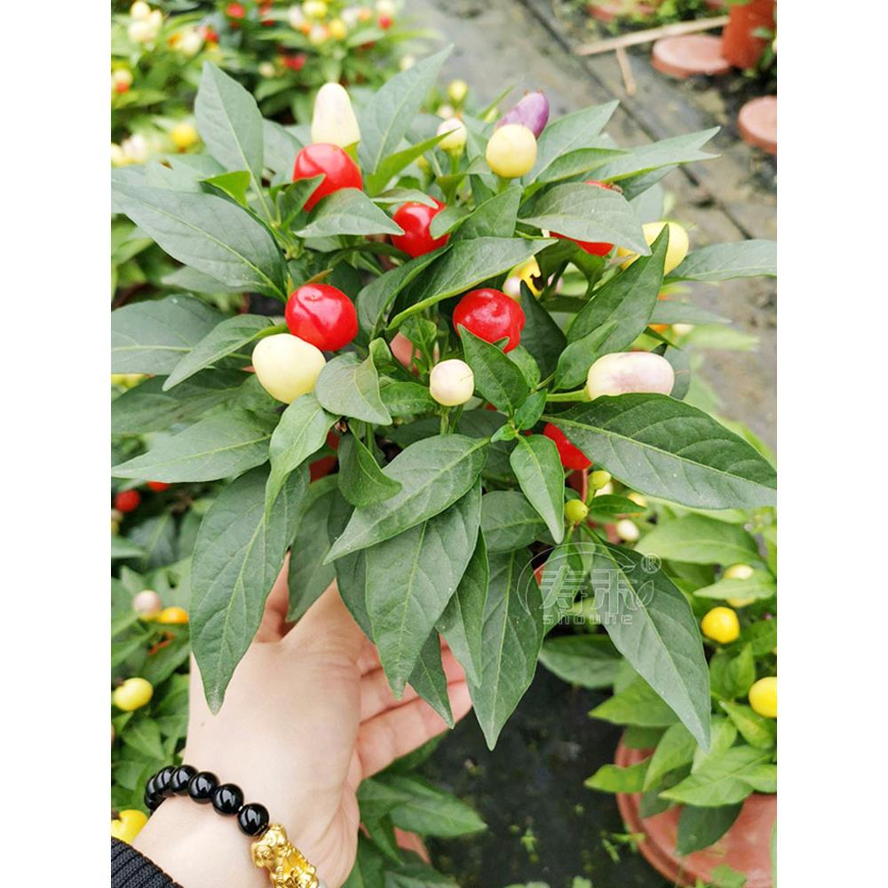 七彩泡椒种子籽辣苗秧盆栽