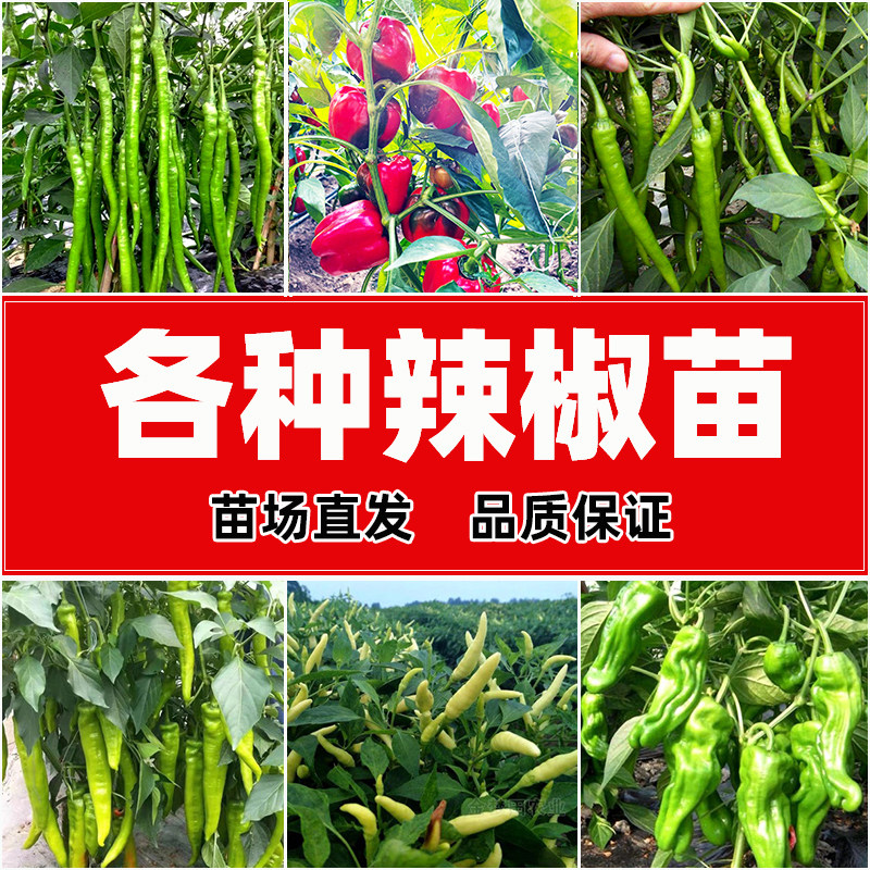 各种辣椒苗蔬菜幼杭线红