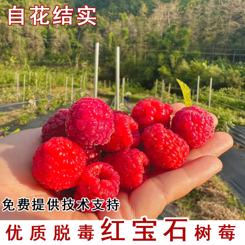 红宝石树莓苗盆栽庭院覆子