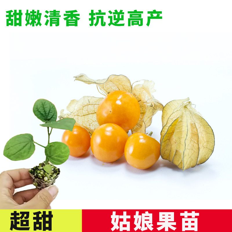 姑娘果苗四季东北灯笼黄菇